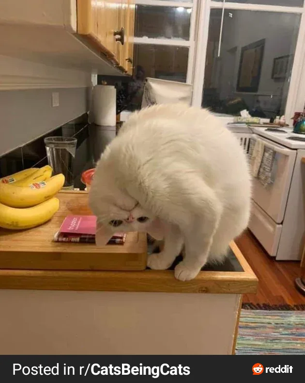 A fluffy white cat with a very round, compact body is standing on a kitchen counter, leaning forward with its head down to…