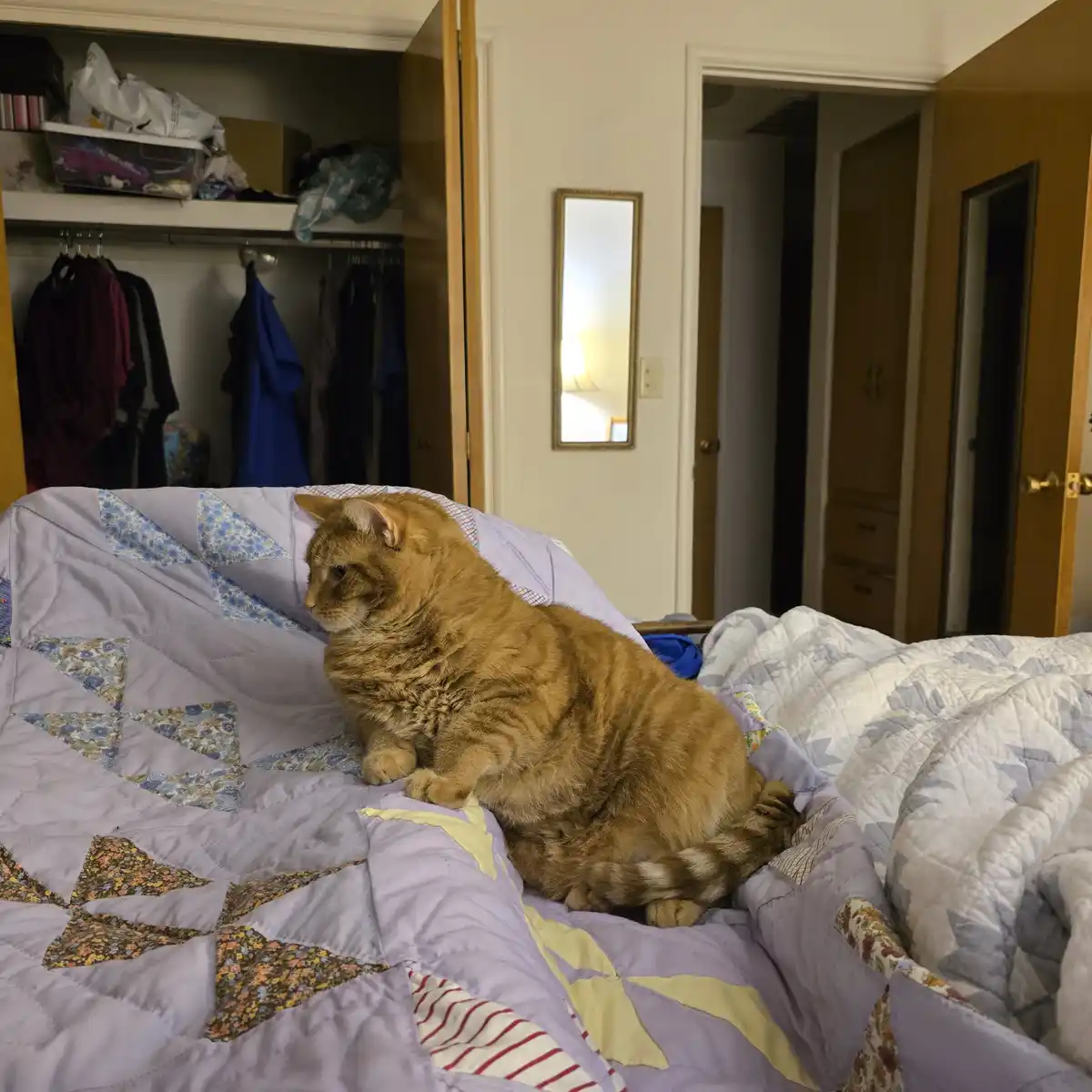 An orange tabby cat sits on a purple quilted bedspread in a bedroom, looking off to the side with a bored or unimpressed…