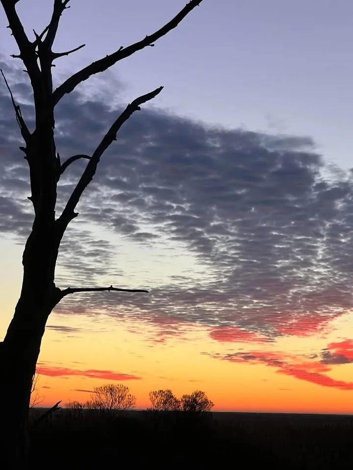 A silhouette of a bare, gnarled tree dominates the left side of a dramatic sunset sky, which transitions from fiery orange…