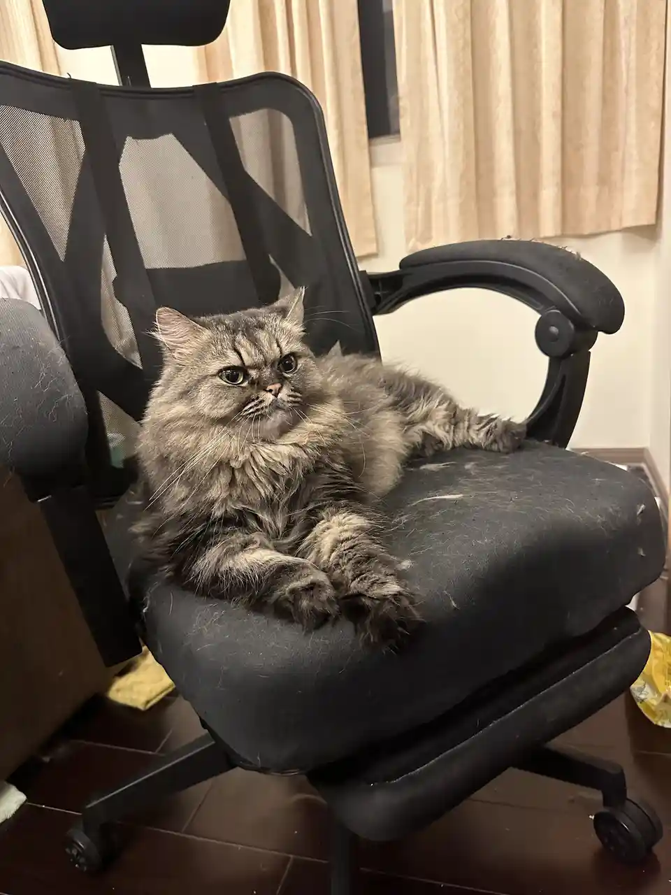 A fluffy gray tabby cat lounges regally on a black office chair, its fur covering the seat and armrests with visible cat…