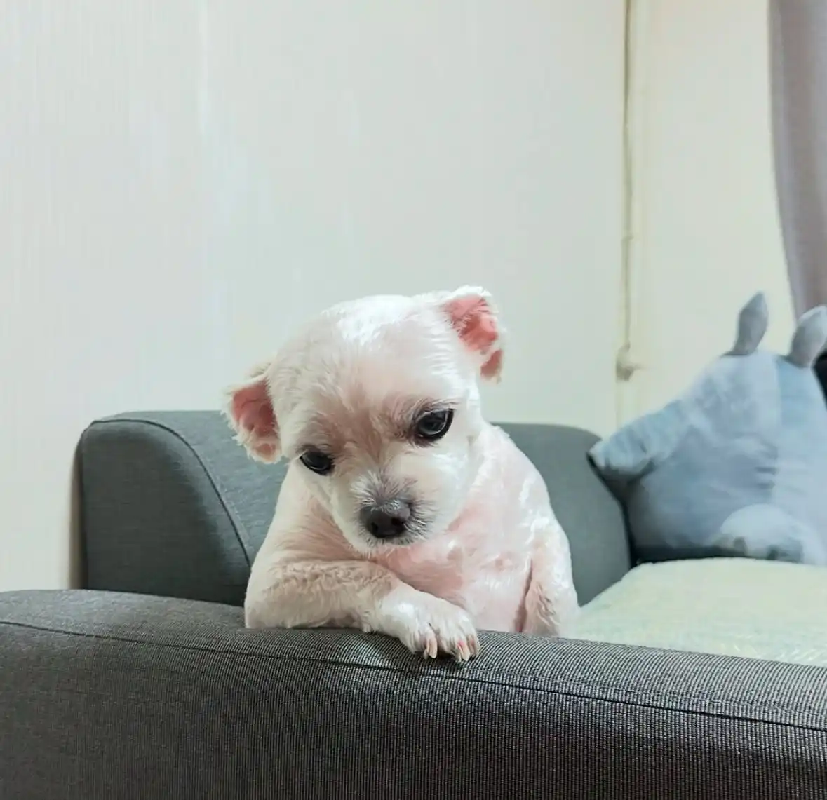 A small, wet, white puppy with large dark eyes sits on a gray couch, resting its front paws on the armrest and looking…