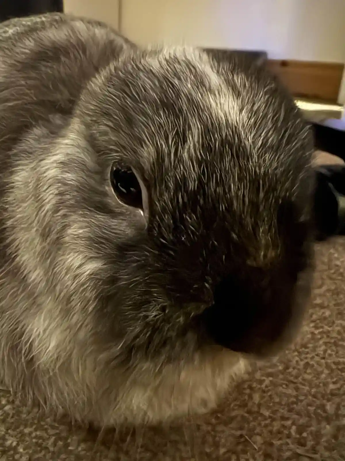 A close-up photo of a gray rabbit with dark eyes and fluffy fur, looking slightly downward with a solemn expression. The…