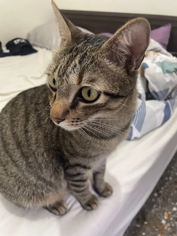 A tabby cat with green eyes sits on a white bed, looking slightly to the side with a calm, unbothered expression. The…