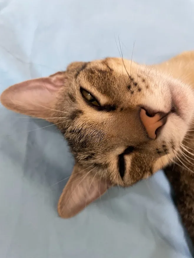 The Cat That Captivates Hearts