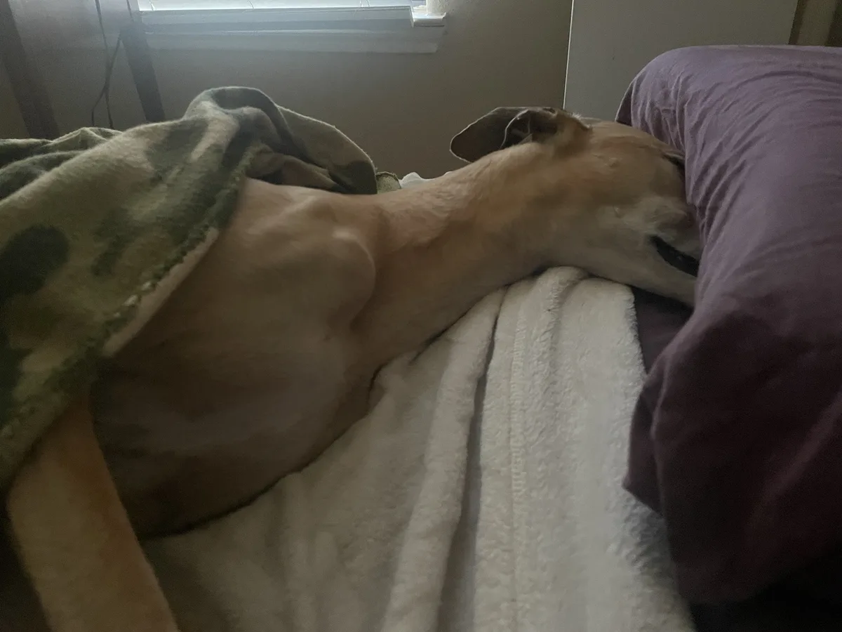 A light brown dog is sleeping on a bed, its head resting on a purple pillow and its body covered by a green blanket. The…