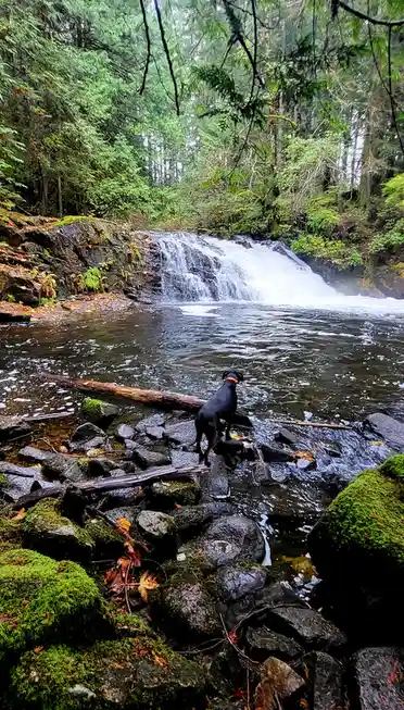 A black dog with an orange collar stands on mossy rocks at the edge of a forest stream, facing a small waterfall. The…
