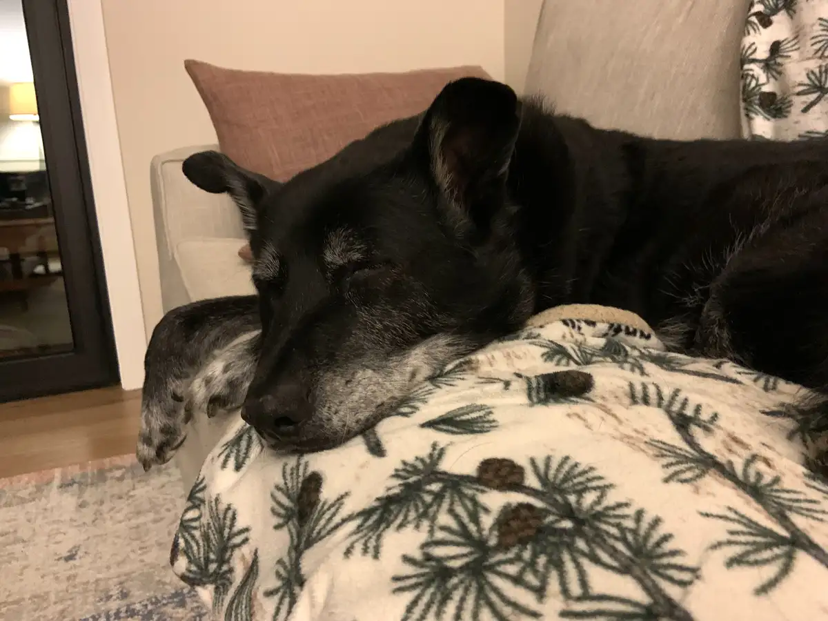 A black dog with gray muzzle and paws is sleeping soundly on a blanket with pinecone and pine branch patterns, resting its…
