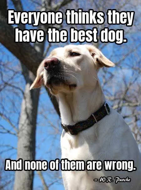 A light-colored Labrador Retriever looks upward with a proud, slightly smug expression against a backdrop of bare tree…