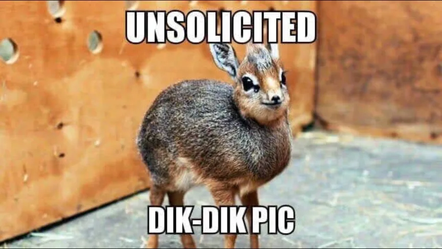 A small, furry dik-dik antelope stands in front of a wooden wall with holes, looking directly at the camera. The image has…