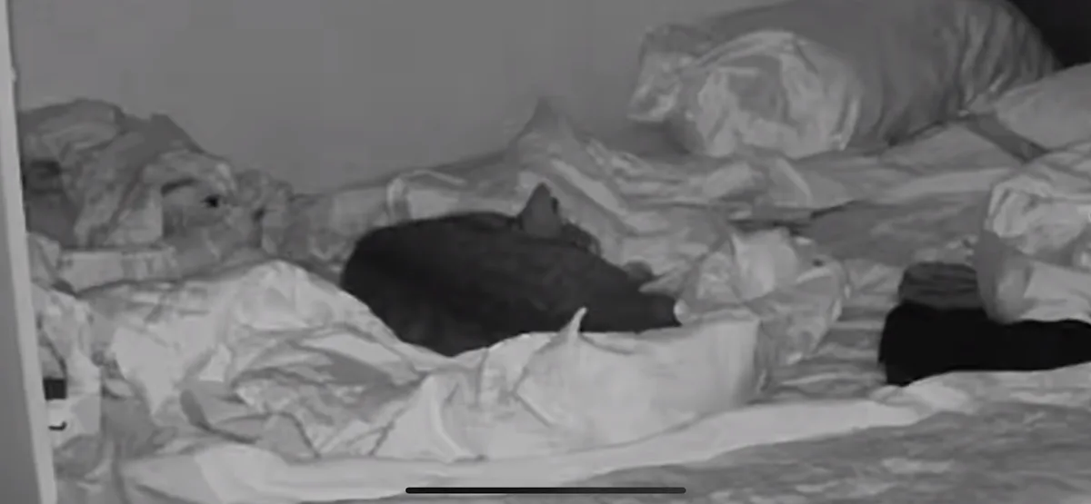 The Mysterious Cat in the Dark