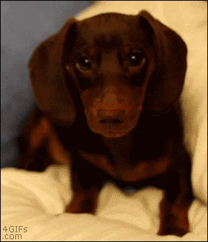 A six-panel sequence shows a brown dachshund puppy transitioning from sitting upright and looking alert to lying down and…
