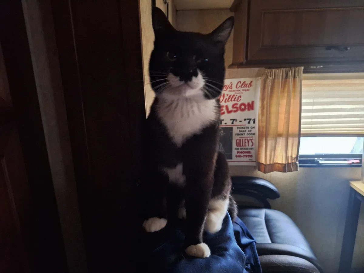 A black and white cat sits upright on a person's lap inside what appears to be a camper or RV, looking directly at the…