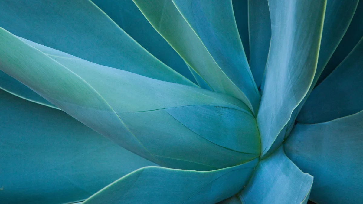 Agave plant, a succulent cousin to asparagus and spider plants, produces a sweet, syrupy liquid called aguamiel. This liquid…