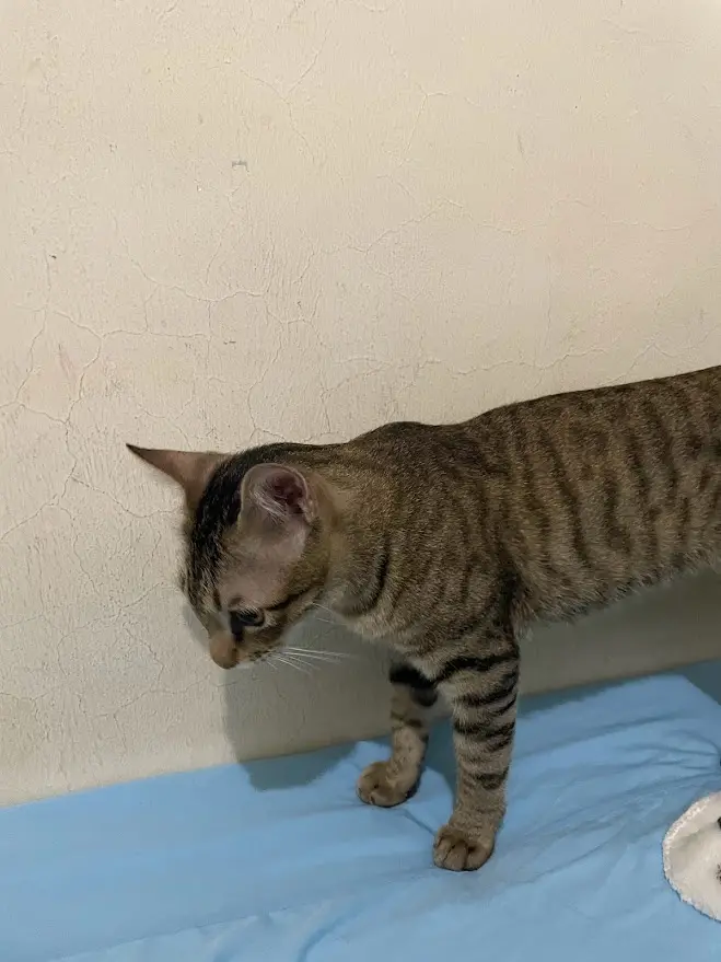 Another Adorable Cat Moment