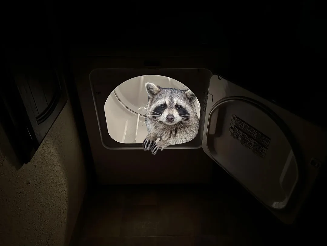 A raccoon peers out from inside an open dryer, its paws gripping the edge of the circular door. The dryer is situated in a…
