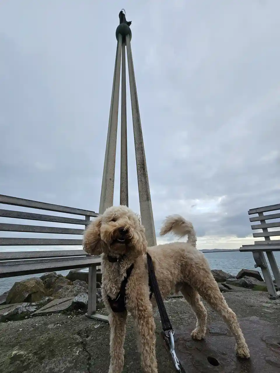 A light-colored, curly-haired dog wearing a black harness stands on a wet concrete pier near benches and rocks, with a…