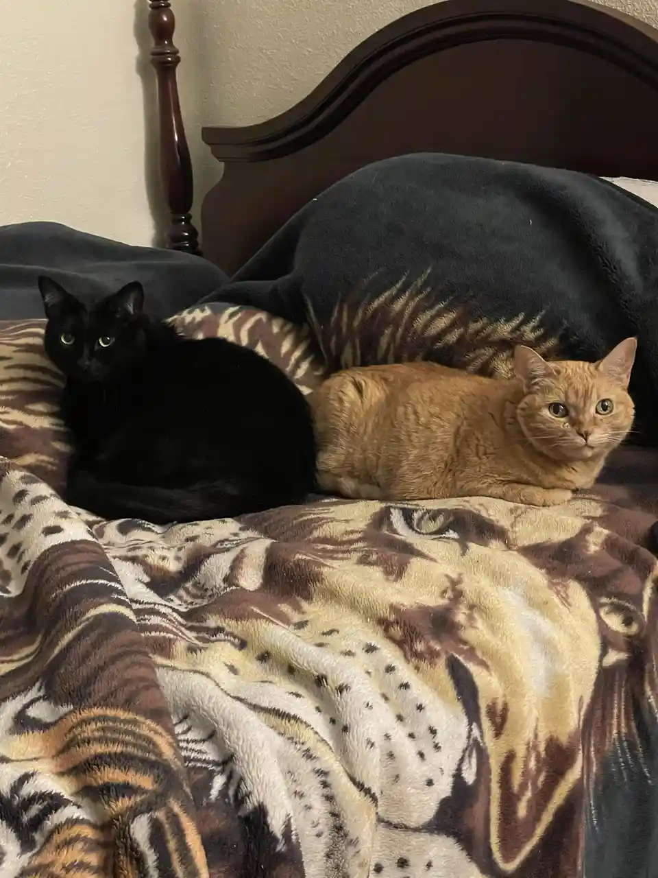 Two cats, one black and one orange, are lying side by side on a bed covered with a blanket featuring a large, realistic…