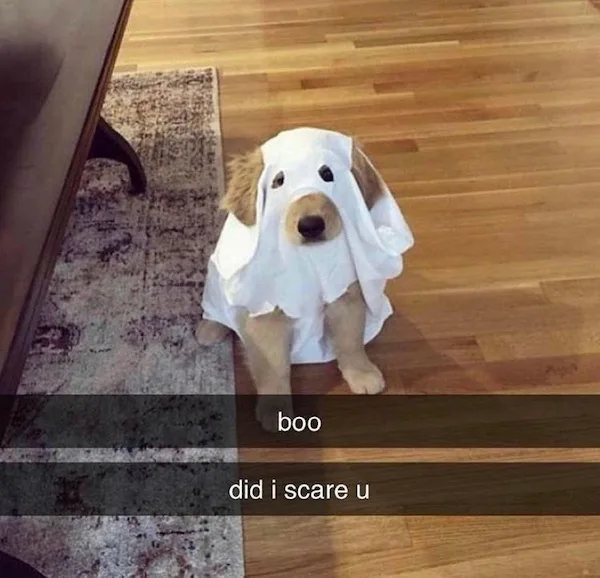 A light brown dog sits on a wooden floor next to a patterned rug, wearing a white ghost costume with two black dots for…