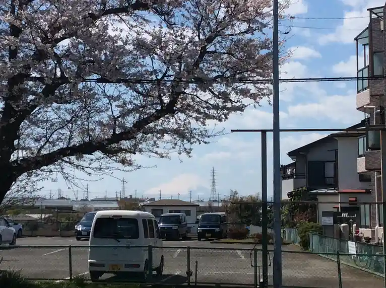 A photo shows a large cherry blossom tree in full bloom with pink flowers, framing a view of Mount Fuji in the distance…