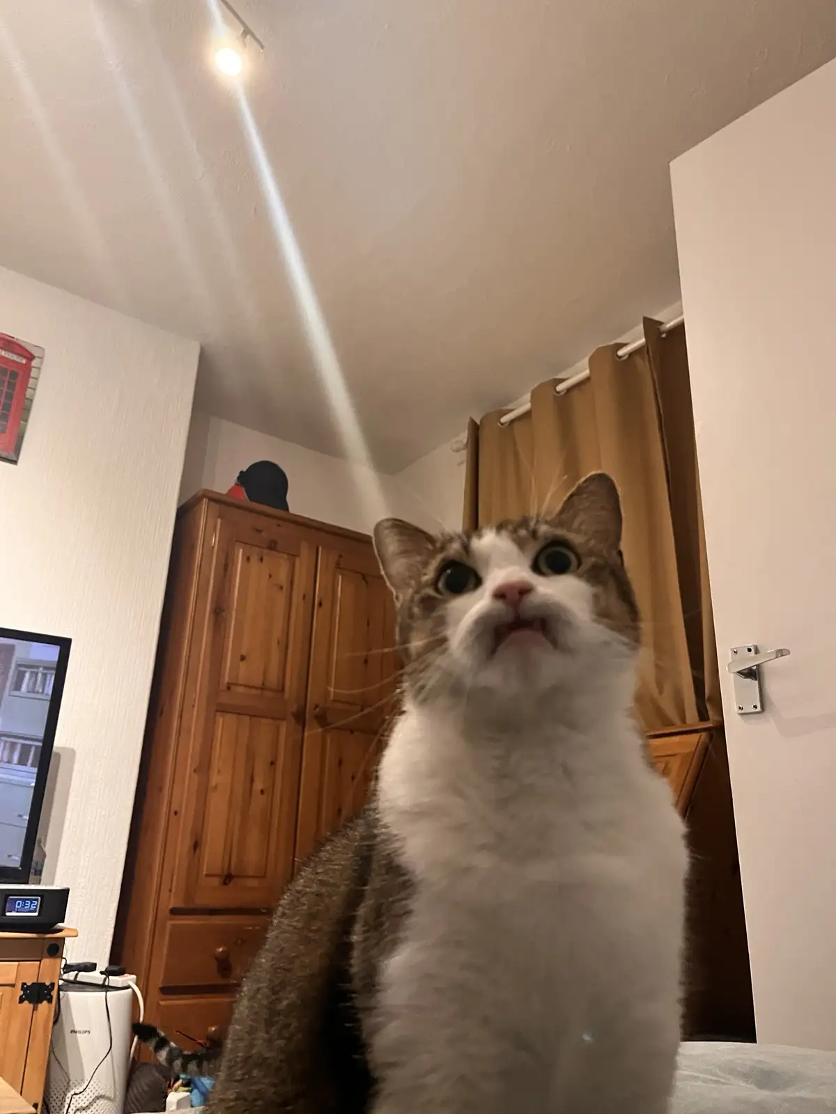A close-up photo of a white and brown cat looking upward with wide, startled eyes and an open mouth, as if reacting to…