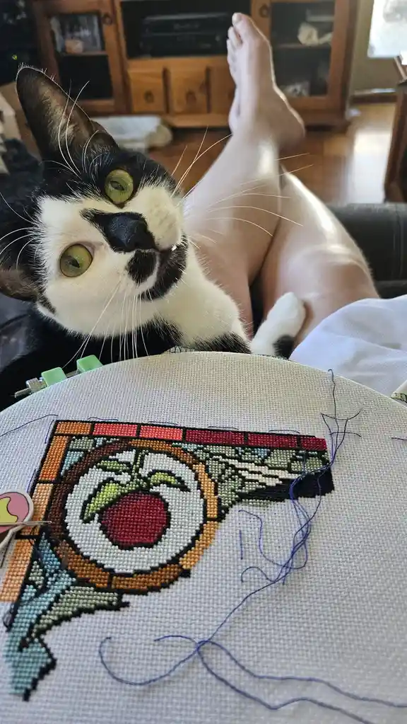 A black and white cat with green eyes looks up at the camera while resting on a person's lap, who is relaxing with feet up…