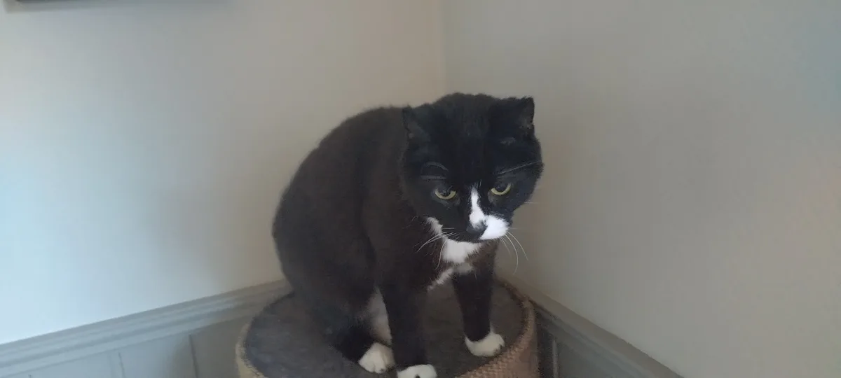A black and white cat with a stern, unimpressed expression sits on a cat tree in a corner. The cat has a white patch on its…