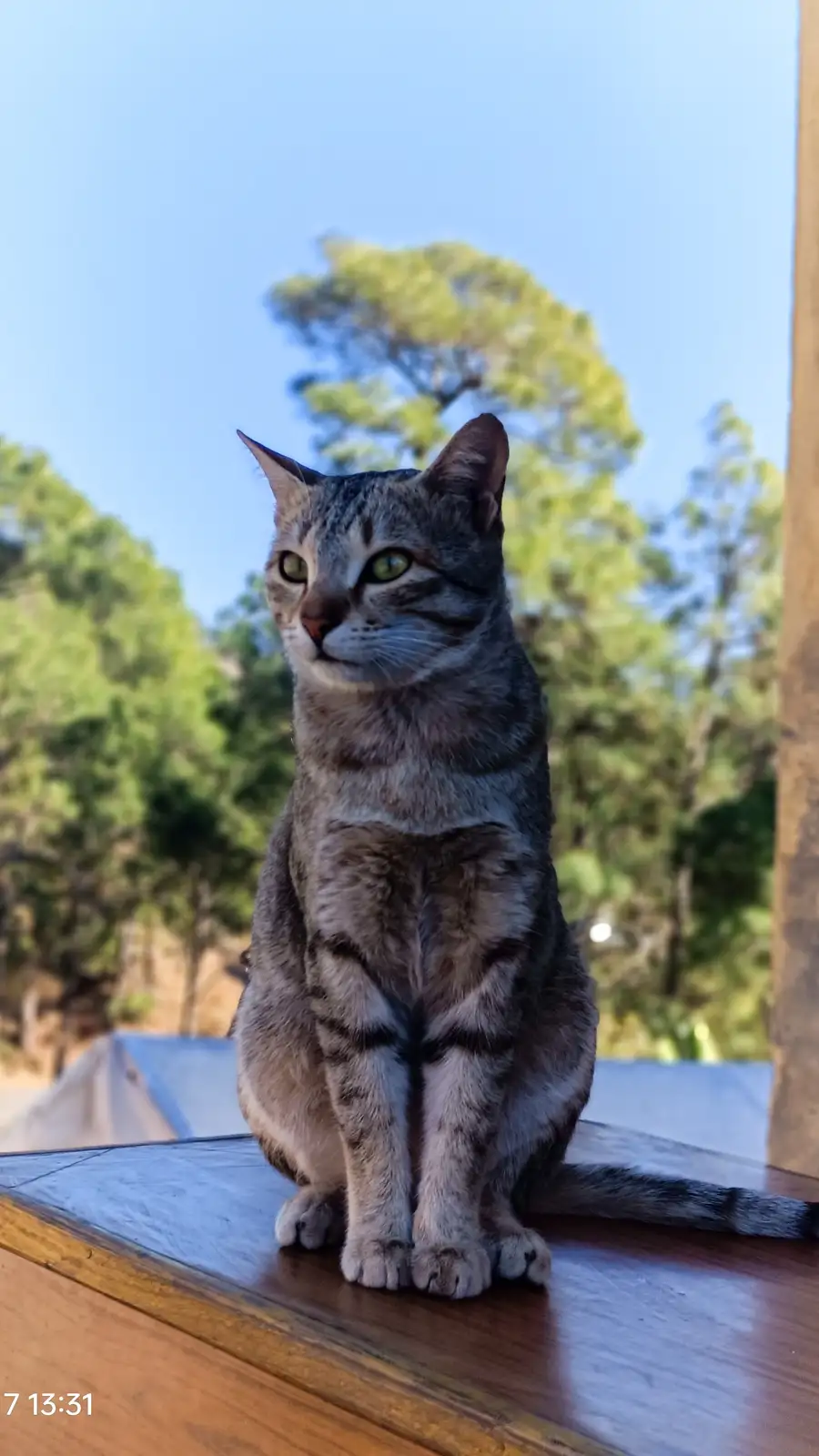 A gray tabby cat with green eyes sits upright on a wooden surface outdoors, looking directly at the camera with a calm…