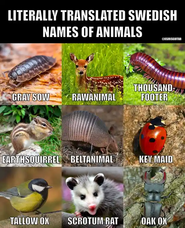 A grid of nine animal photos with humorous, literal English translations of their Swedish names overlaid. Top row: a pill…