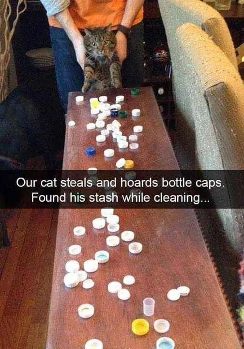 A person in an orange shirt holds a tabby cat above a wooden table covered in numerous bottle caps of various colors. The…