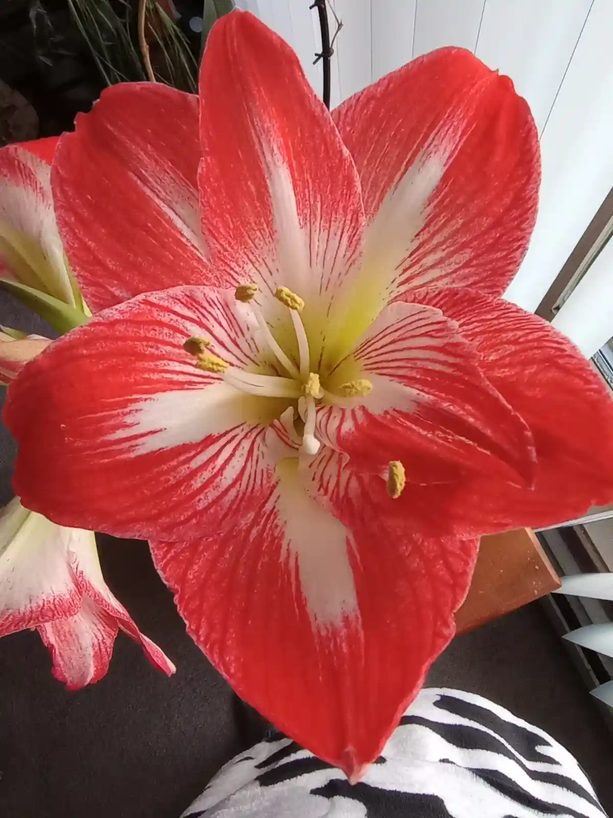A close-up photo shows a vibrant red and white striped flower, likely an amaryllis, with yellow stamens, positioned above a…