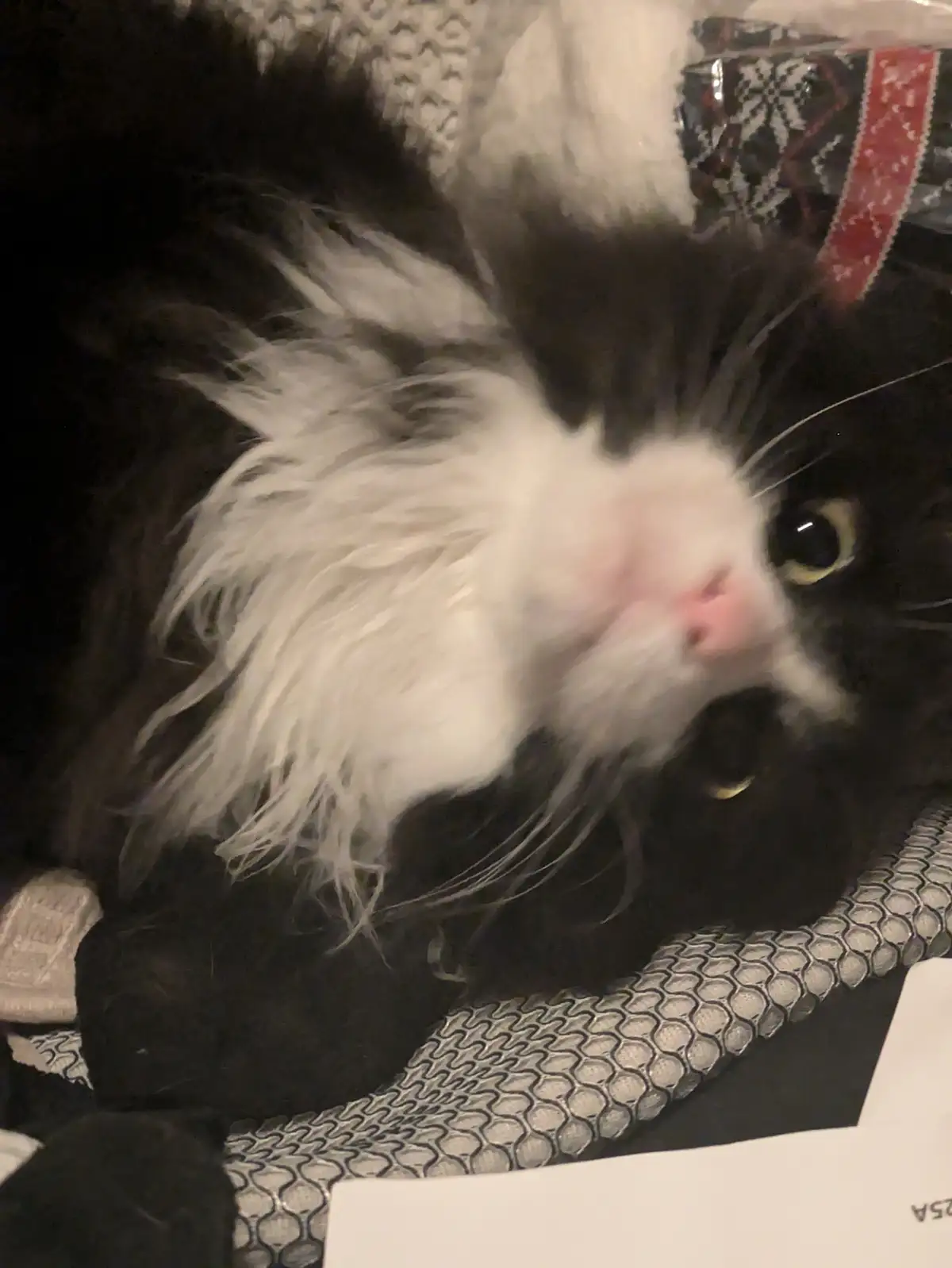 A black and white long-haired cat is lying down with its fur slightly blurred, suggesting motion or a quick photo. Its face…