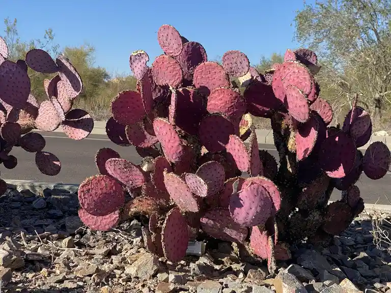 a vibrant purple prickly pear cactus with flat, round pads covered in small spines stands in a rocky desert landscape under…