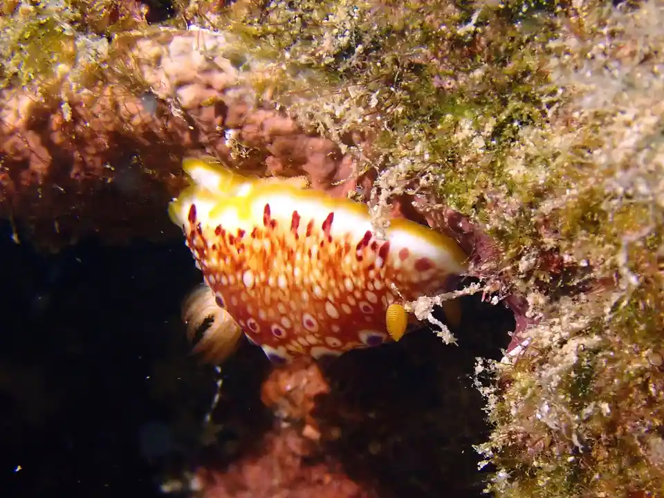 A brightly colored sea slug with yellow, white, and red patterns crawls on a textured coral reef. The overlaid text reads…