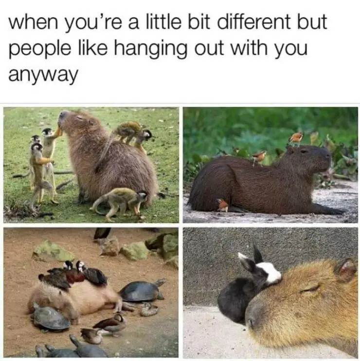 A four-panel meme collage showing a capybara in various social situations: monkeys grooming it, birds perched on its back…