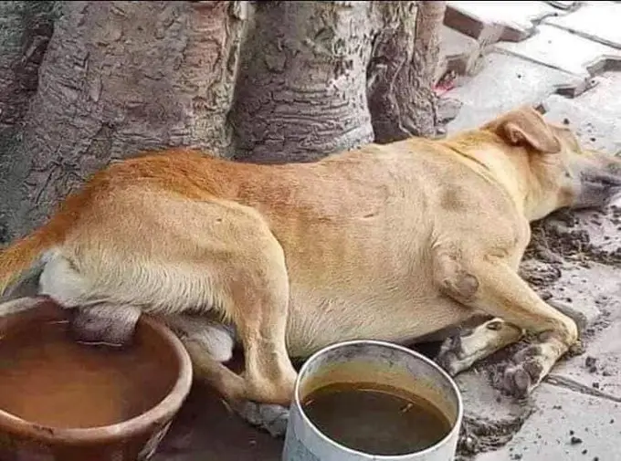 A thin, light-brown dog is sleeping on a paved surface next to two bowls—one ceramic and one metal—both containing dark…