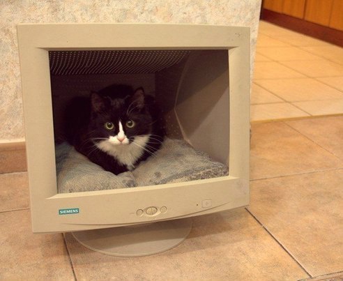 A black and white cat with wide green eyes is curled up inside an old beige Siemens computer monitor repurposed as a cat…