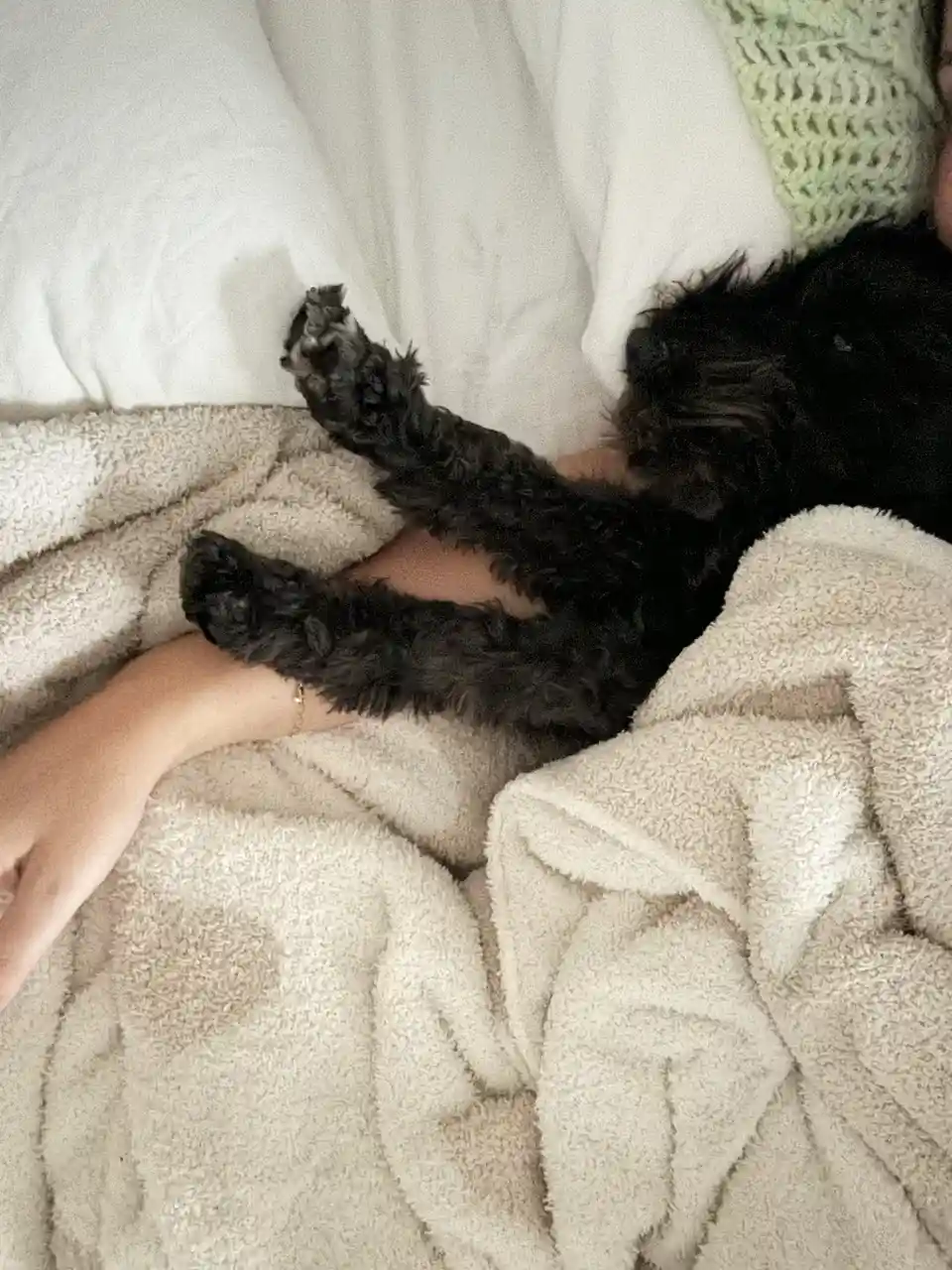 Your Daily Olive Update