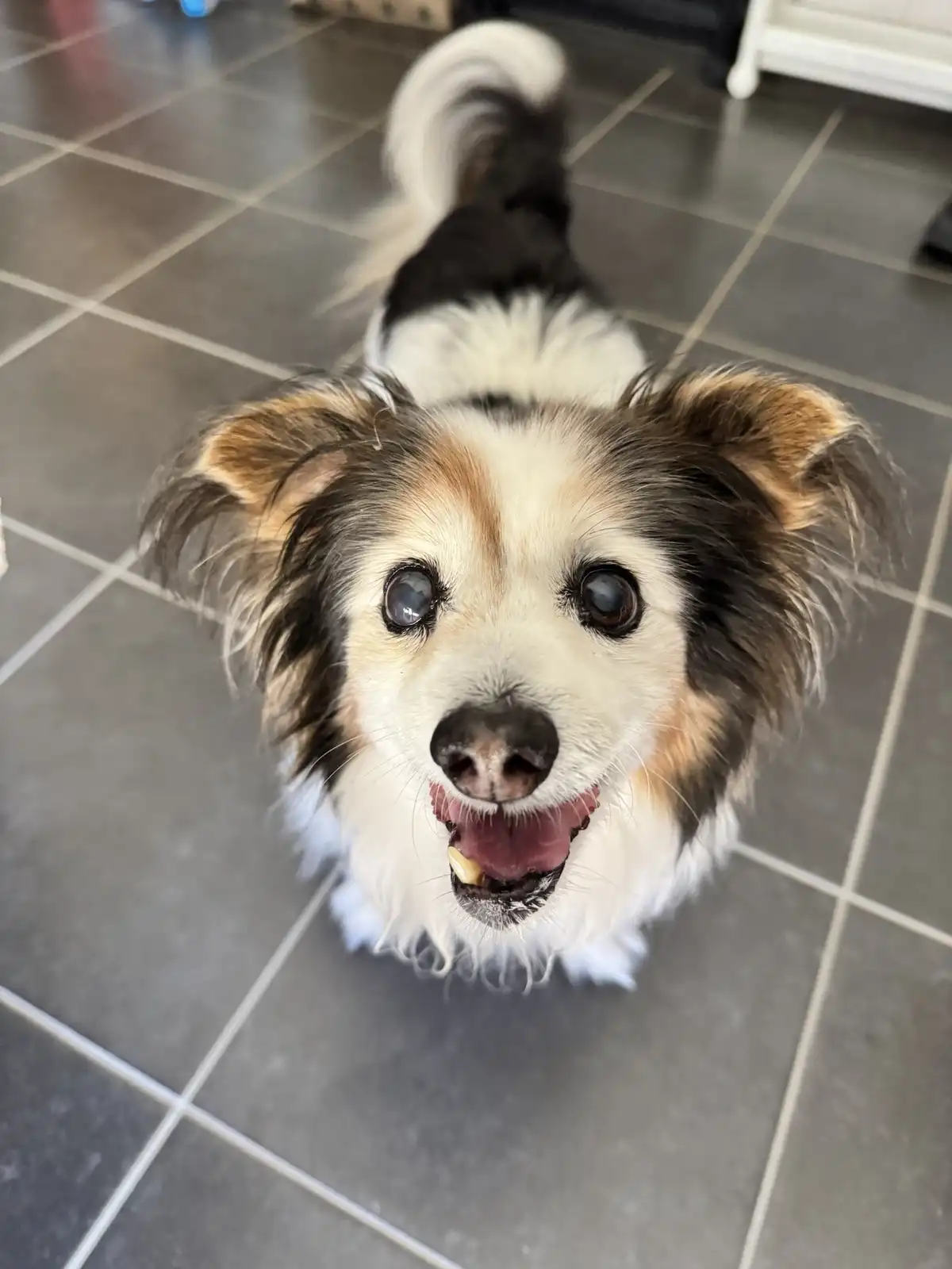 Daily Dose of Cutness: Meet My Dog Panko