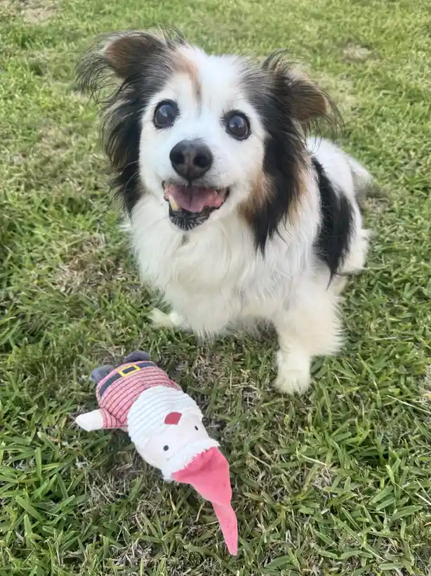 A small, fluffy dog with black, white, and brown fur sits on green grass, looking up with a happy, open-mouthed expression…
