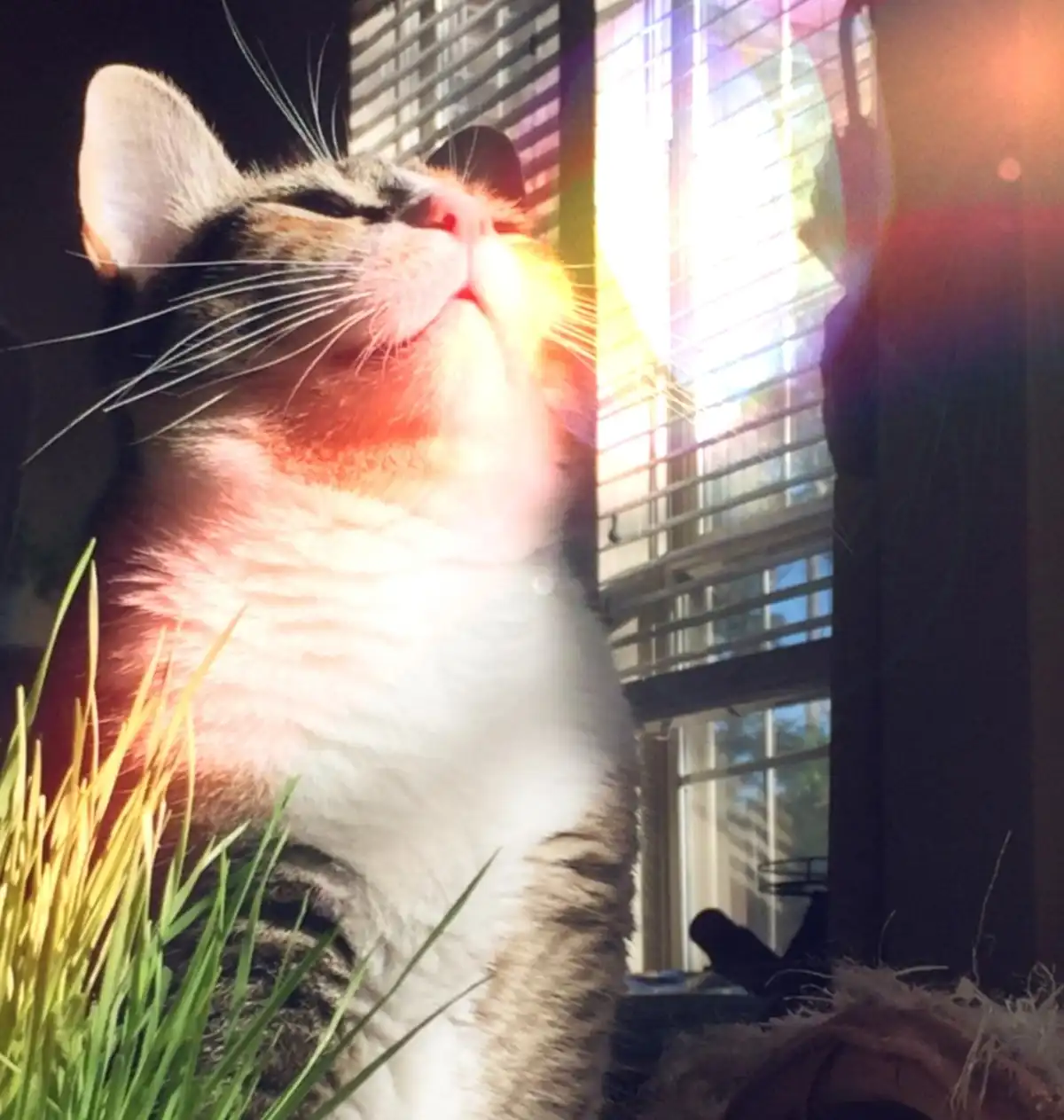 A tabby and white cat is shown basking in bright sunlight streaming through window blinds, its face tilted upward with eyes…