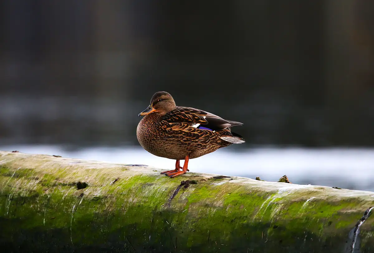A female mallard duck with brown speckled feathers and orange feet stands calmly on a moss-covered log near water. The…