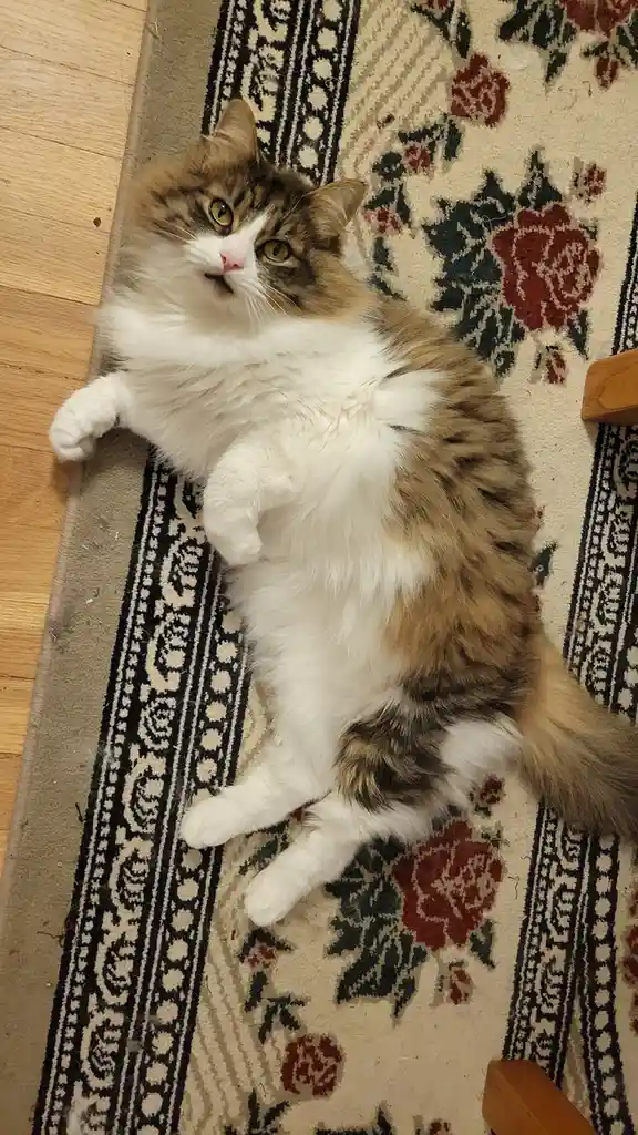 A fluffy, long-haired calico cat with white, brown, and black fur lies on its back on a patterned rug with red roses and…