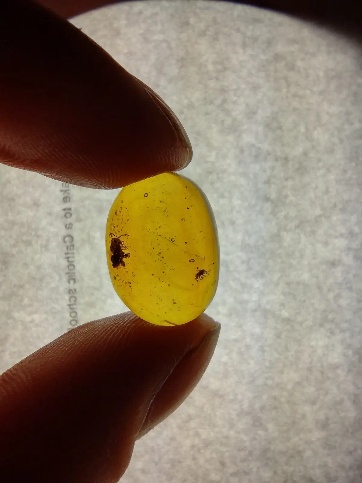 A close-up photo shows two fingers holding a small, translucent yellow amber stone, which contains two clearly visible…