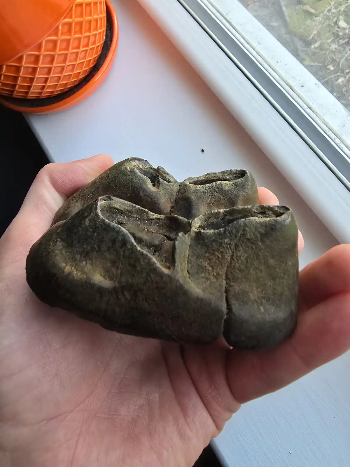 A hand holds a large, dark, fossilized tooth with multiple cusps and grooves, resembling a molar, against a white…