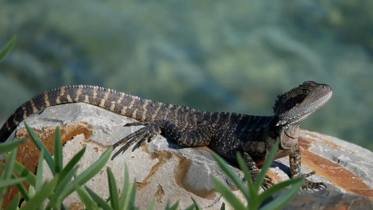 A close-up photo of a large, dark-colored lizard with a striped tail and spiky head, basking on a sunlit rock. Green foliage…