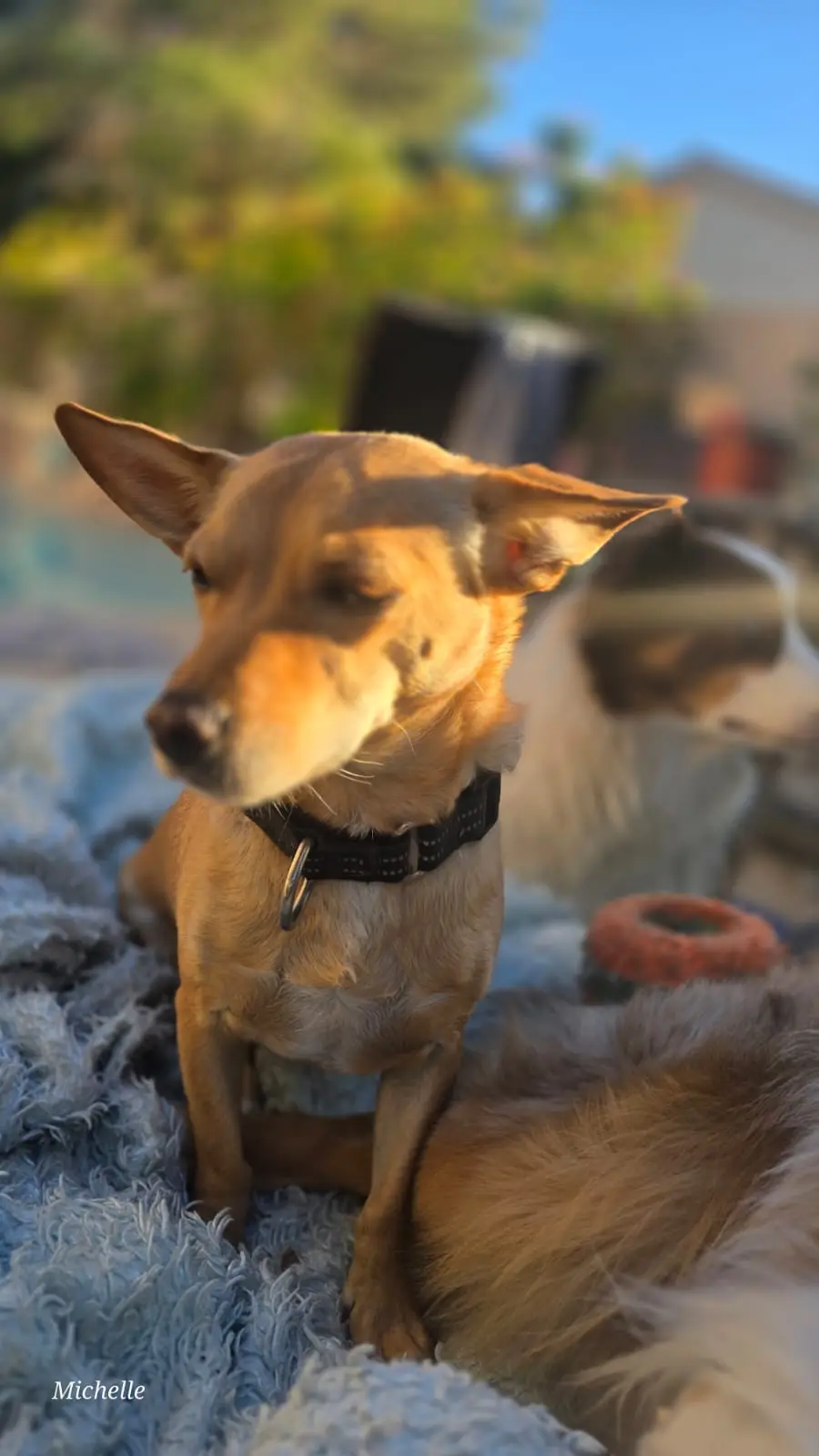 A tan dog with perked ears and a black collar sits on a blue fluffy blanket outdoors, looking slightly to the side with a…
