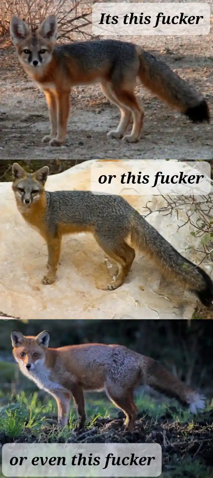 The image displays three separate photographs of different fox-like animals stacked vertically. Each photo features a…