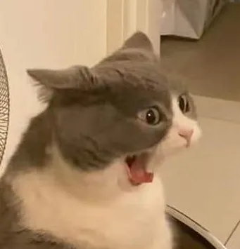 A gray and white cat with wide, startled eyes and its mouth open in a yell, looking off to the side. The overlaid text reads…