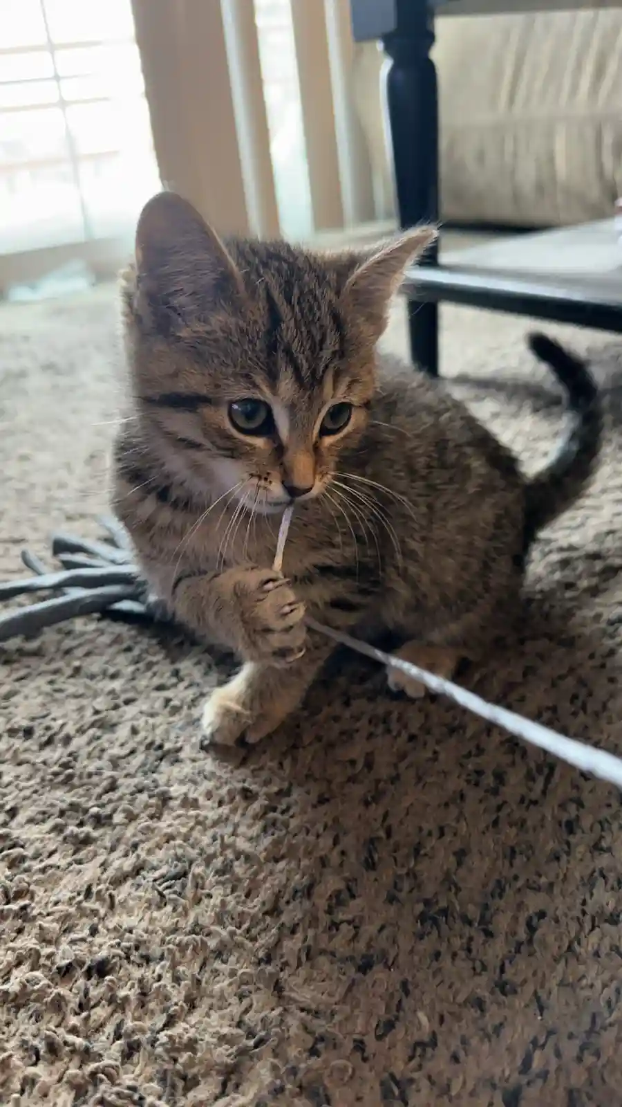 A small tabby kitten with green eyes sits on a beige carpet, holding a white string toy in its mouth and paw, looking…