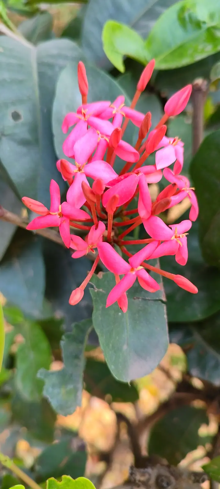 A close-up photo shows a cluster of bright pink, star-shaped flowers with yellow centers, surrounded by large, dark green…